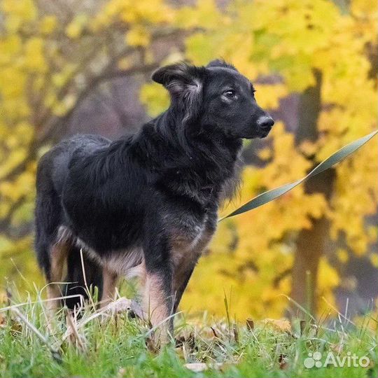 Мальчик Потап Метис овчарки