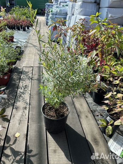 Саженцы Ивы