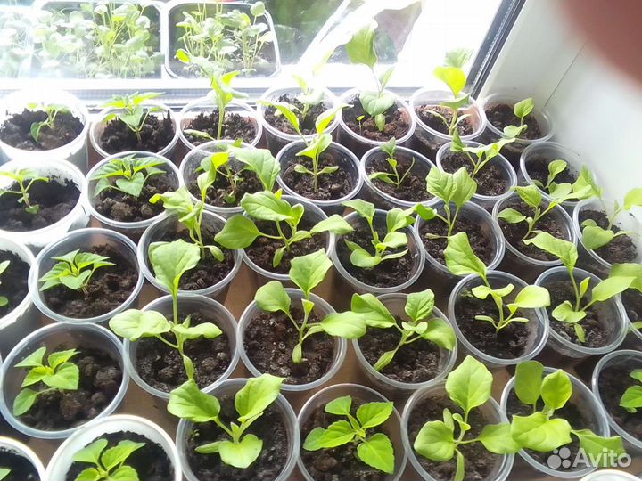 Продам цветы