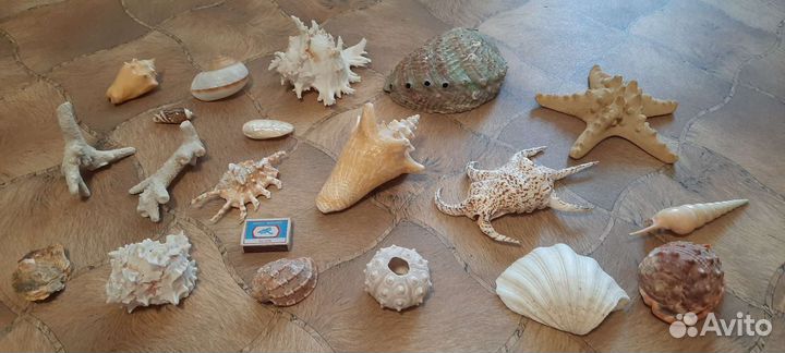 Морские раковины