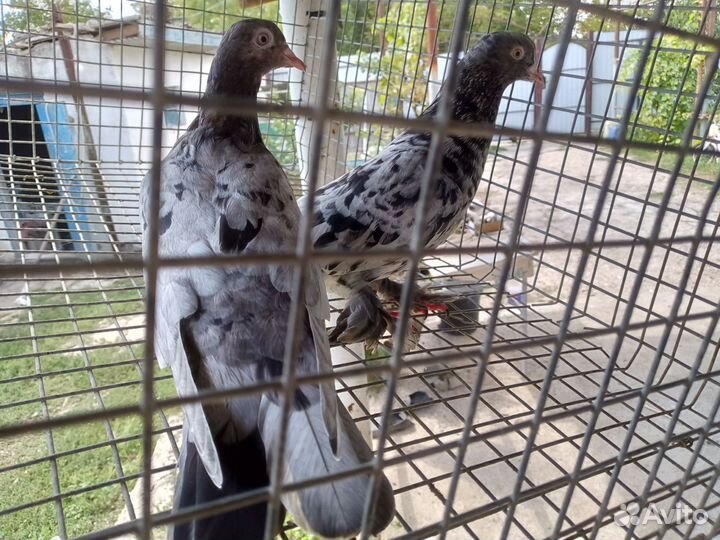 Бакинские голуби