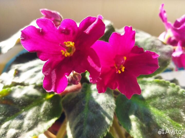 Сортовые фиалки