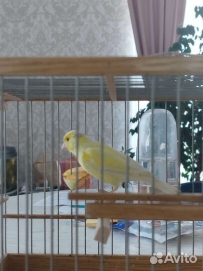 Канарейка самка