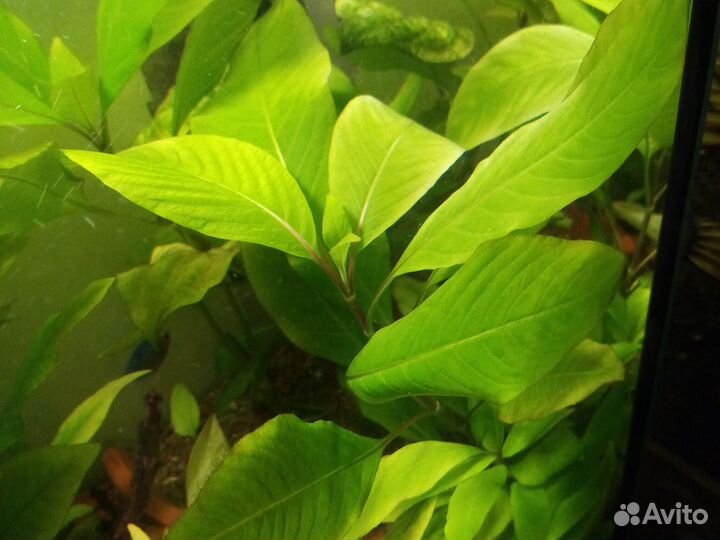 Рыбки аулонокары