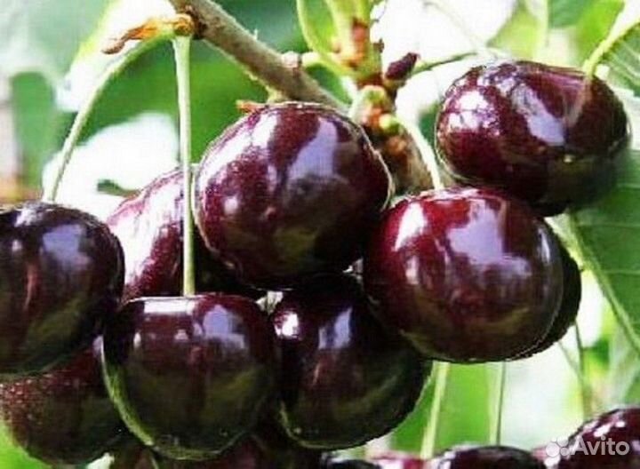 Саженцы Вишни Харитоновская