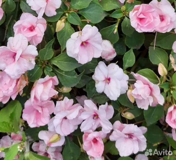 Бальзамины сортовые