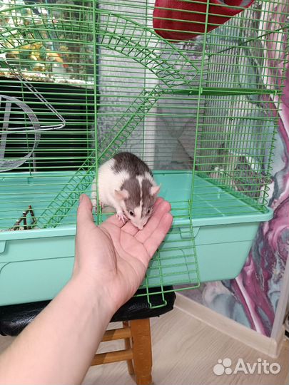Продам большую клетку для грызунов