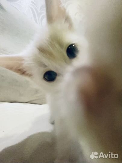 Котенок ищет дом