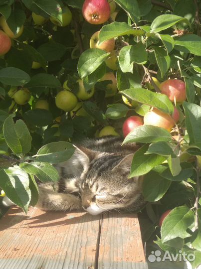 Отдам котенка в добрые руки