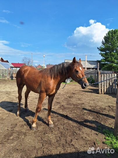 Кобылка русский тяжеловоз