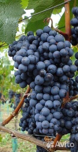 Виноград технический