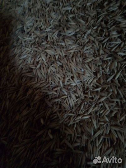 Зерно пшеница ячмень овес