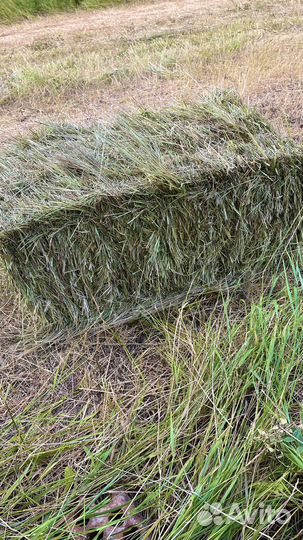 Сено луговое в тюках