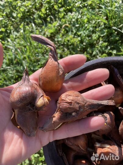 Луковицы безвременника