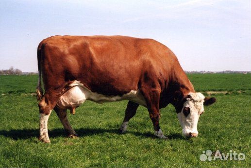 Коровы дойные молочные
