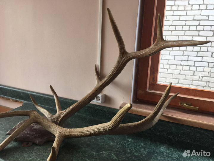 Рога оленя