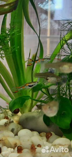 Гуппи эндлера