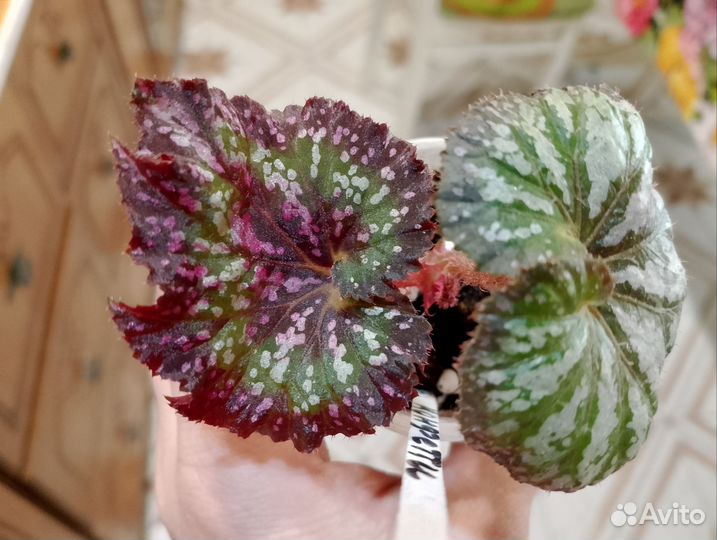 Декоративно лиственные бегонии