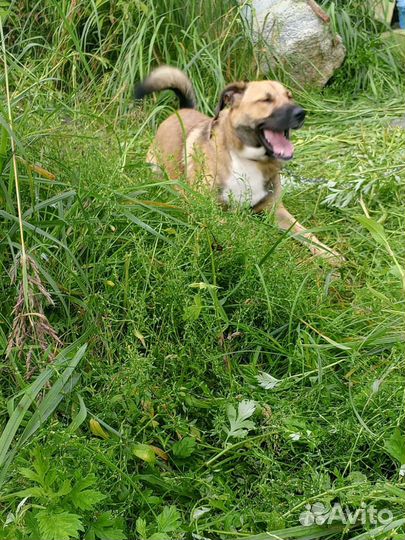 Собака бесплатно