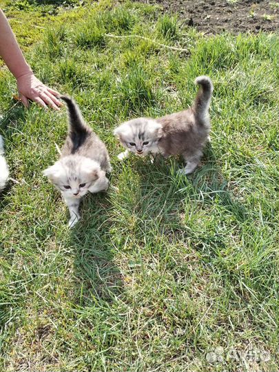 Шотландские котята