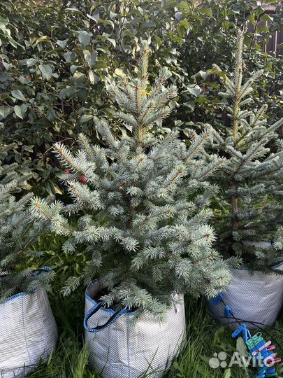 Ель голубая