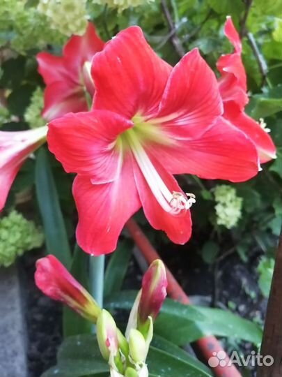 Гиппеаструм амариллис луковицы с бутонами