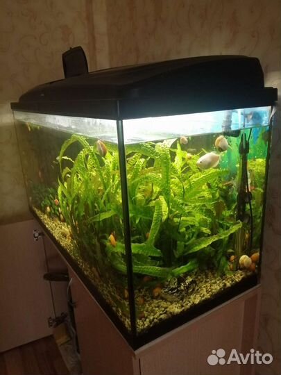 Аквариум 200 литров с тумбой