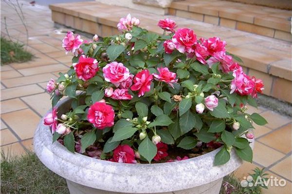 Продам черенки бальзамина