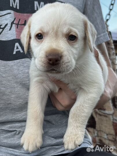 Щенки лабрадора