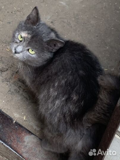 Молодая кошечка