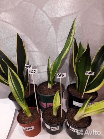 Комнатные растения цветы г.Брянск