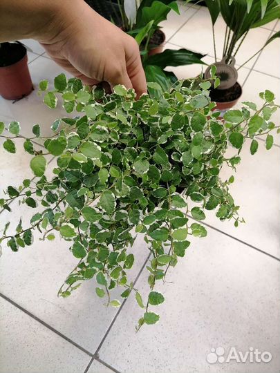 Пальма Ливистона, Спатифиллум Шопен, Фикус пумила