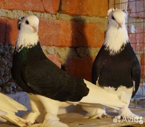 Голуби для души