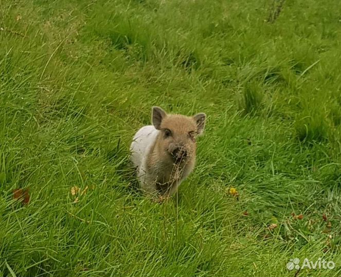 Поросята кармалы (вьетнамка + мангалица)