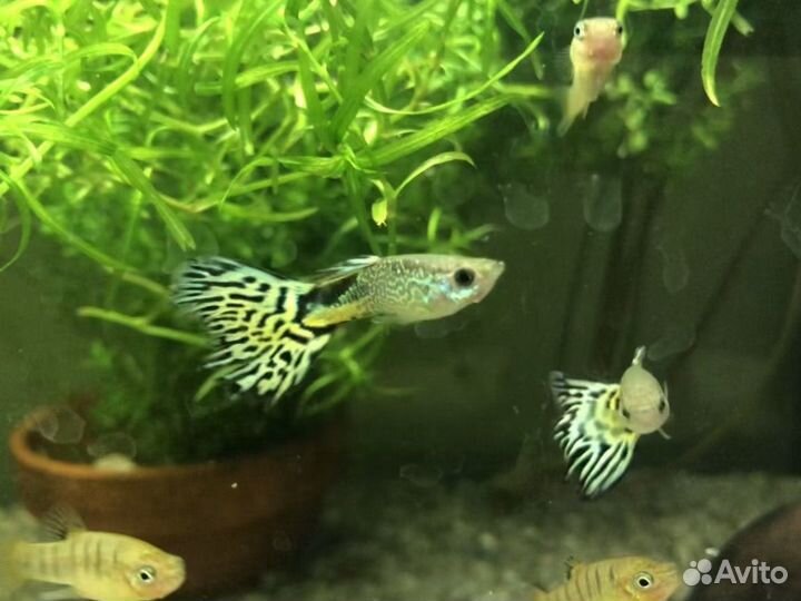 Аквариумные растения