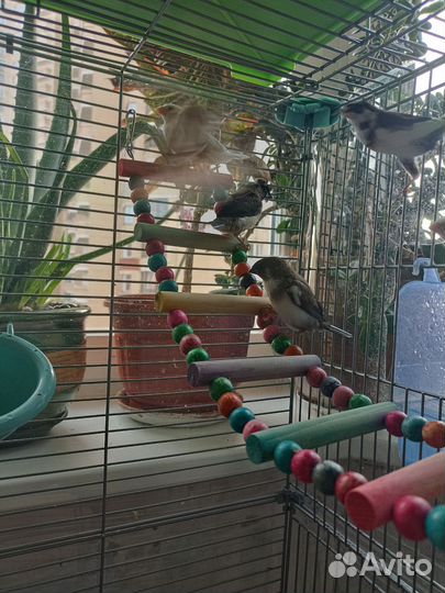 Японские амадины