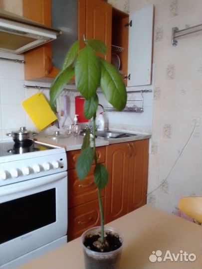 Комнатные растения цветы