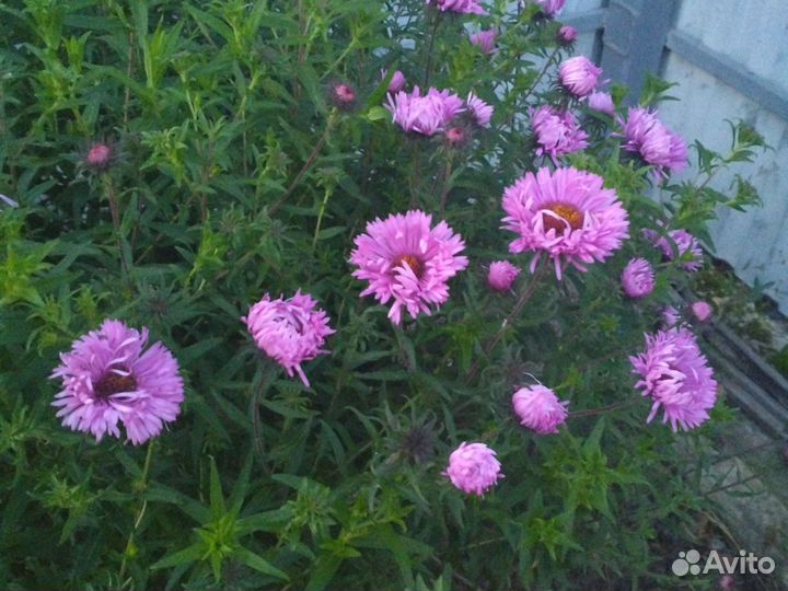 Многолетние астра и хризантема