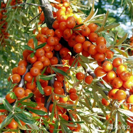 Саженцы облепихи Ажурная