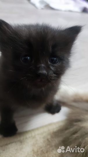 Котята