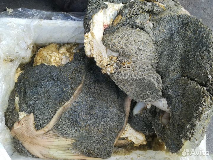 Мясо и субпродукты для собак. Рязань