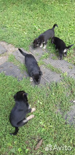 Щенки, доставим