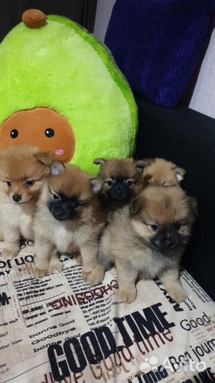 Щенки шпица