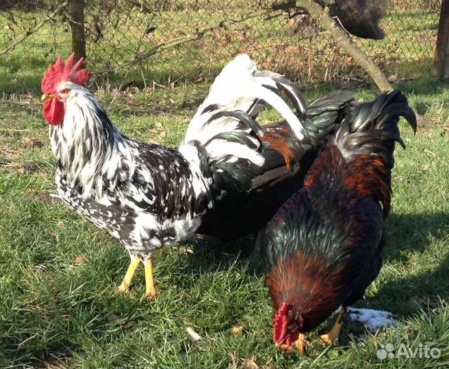 Инкубационное яйцо леггорн