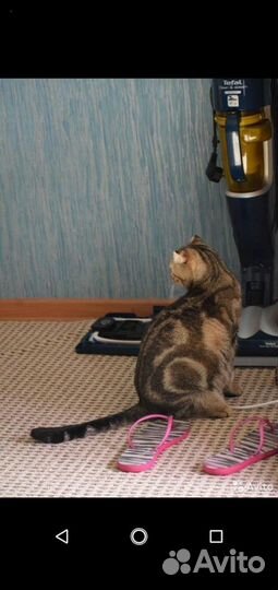 Шотландская кошка