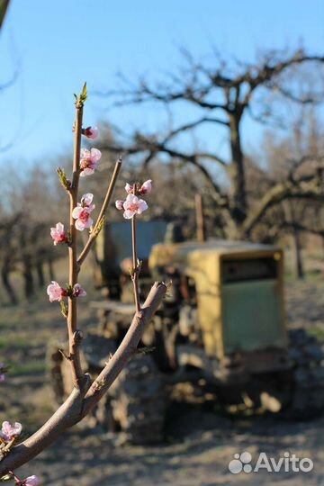 Трактор КТЗ Т-70СМ, 1980