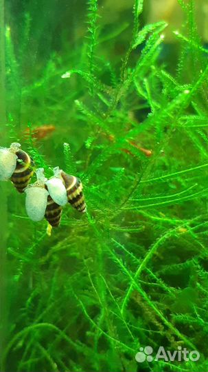 Улитки хелены