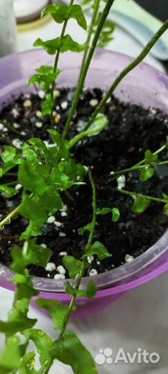 Папоротник комнатный