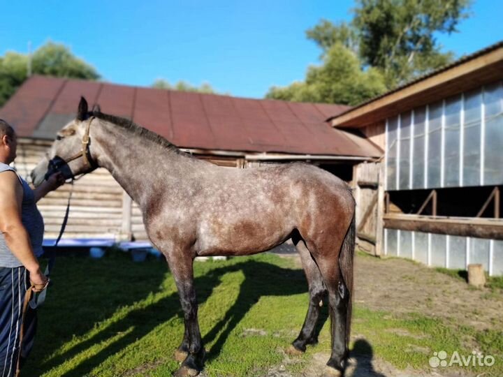 Продается лошадь