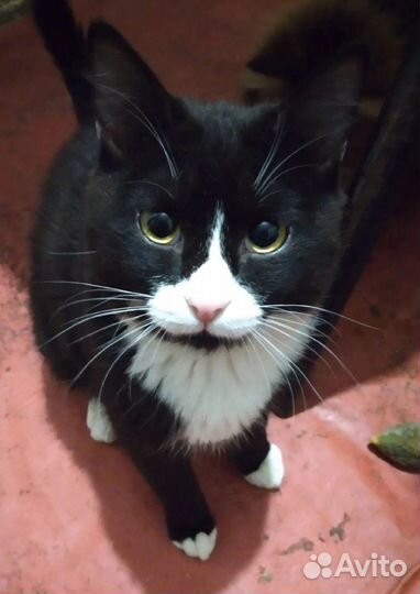 Коты и кошки приюта